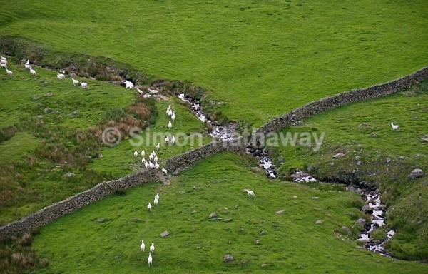 Sheep Flow - English Lake District from Hot Air Balloon