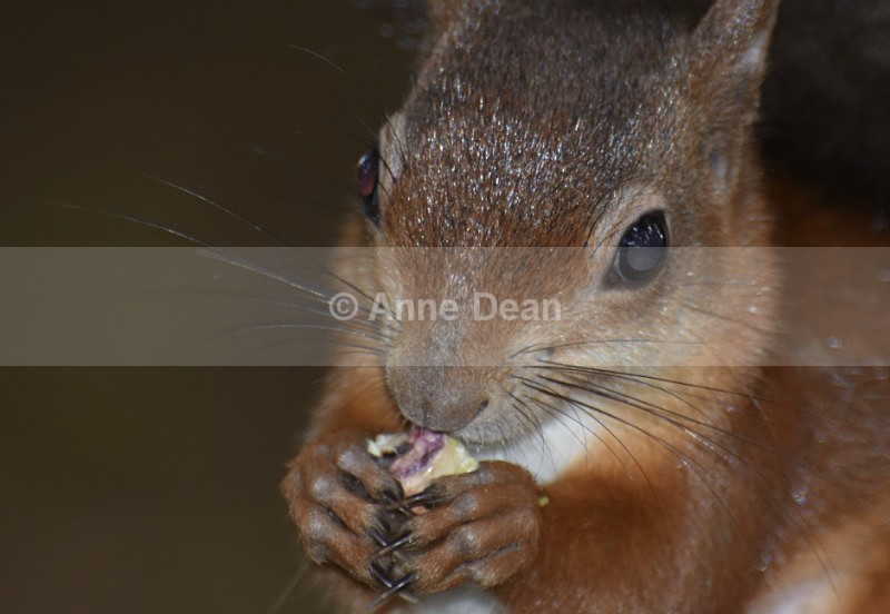 Yum! - Wildlife in the UK