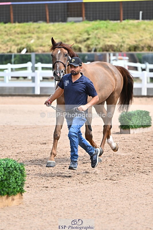 240718A-105304-01516 - Trot Up 12pm to 1pm