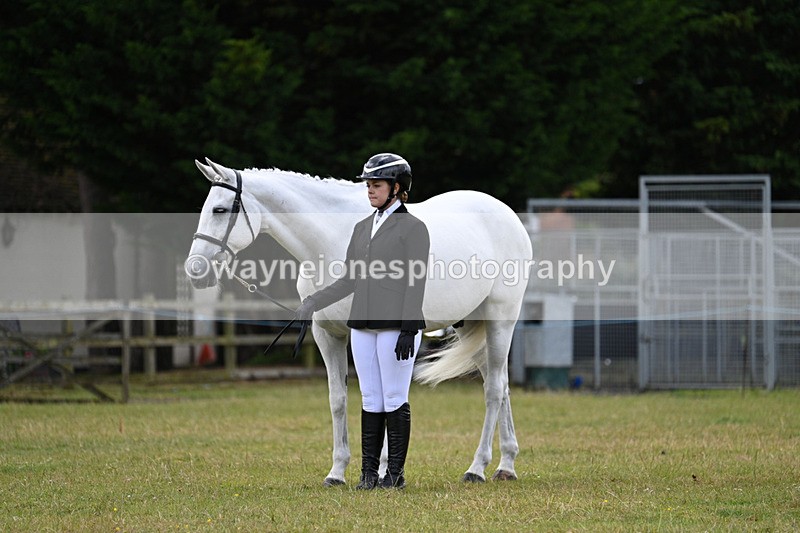 WJ7_7035 - Class 5a Most Handsome Gelding in Hand