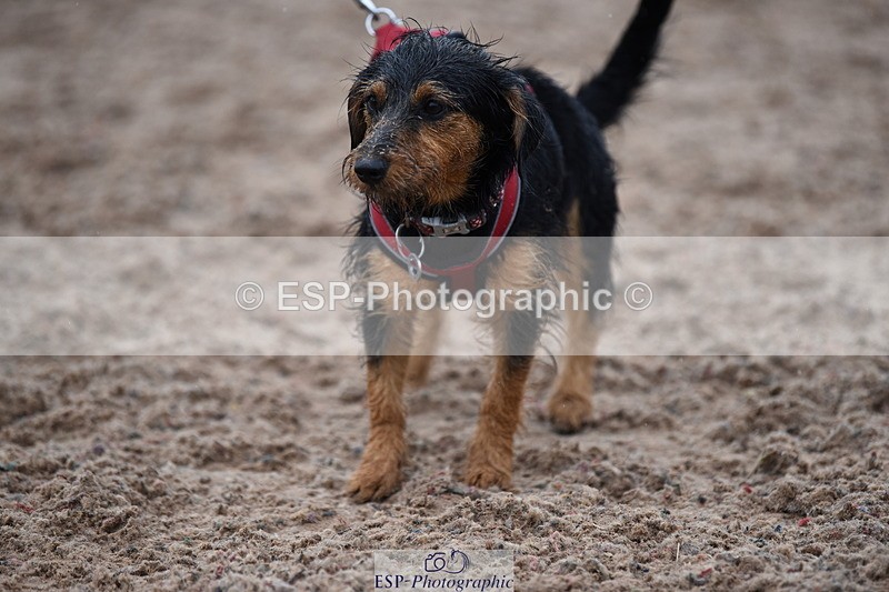 240518A-132816-01306 - Cls 8 Dog the judge would most like to take home
