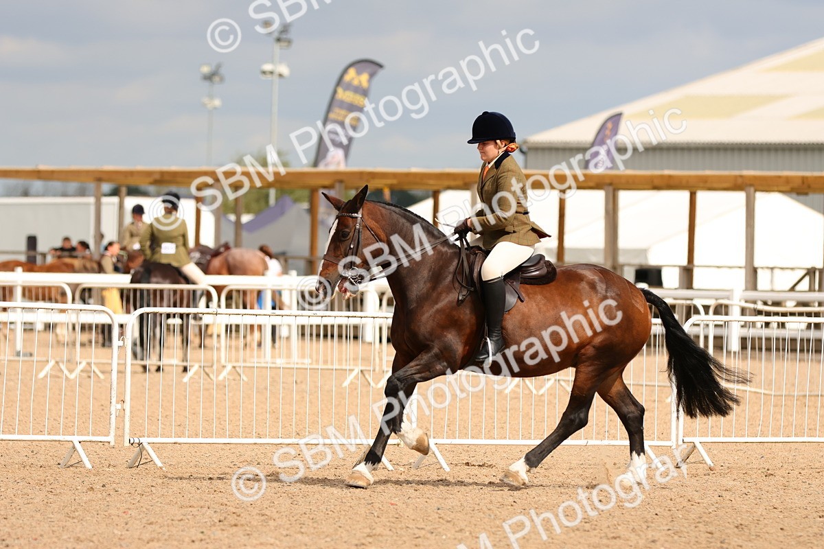 SBM_15556 - Class 214 - Ridden Show Cob