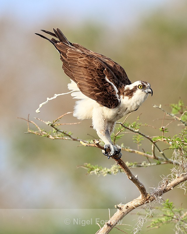 Osprey defaecating, Blue Cypress Lake, Florida - Osprey
