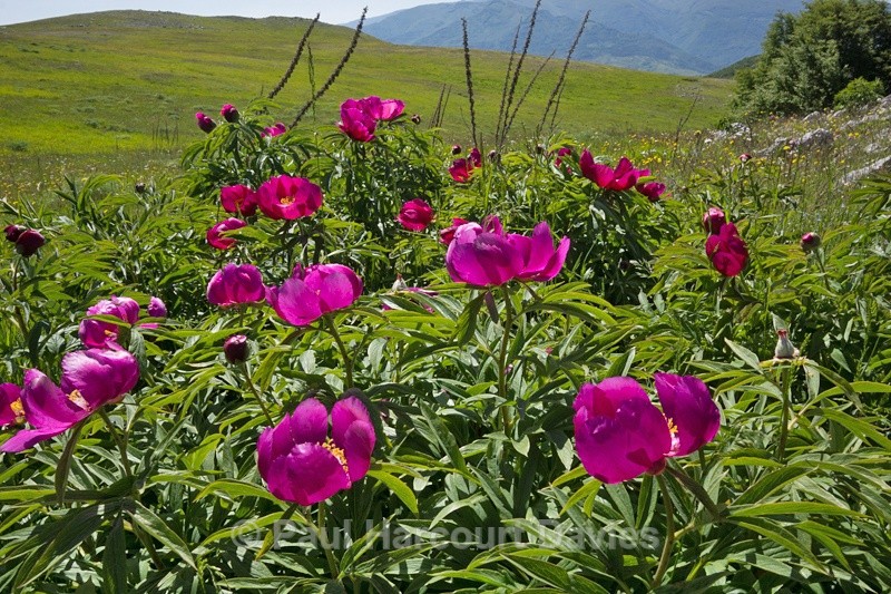  - Plants: wide-angle