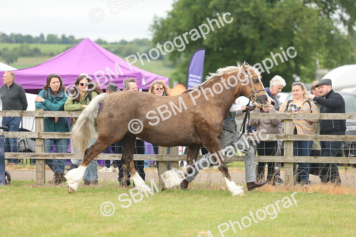 SBM_04903 - Class 50-57 - M&M Welsh Pony In Hand