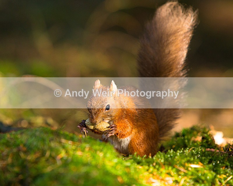 20141010-3K8A6482 - Red Squirrel