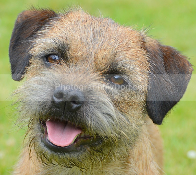  - Border Terriers