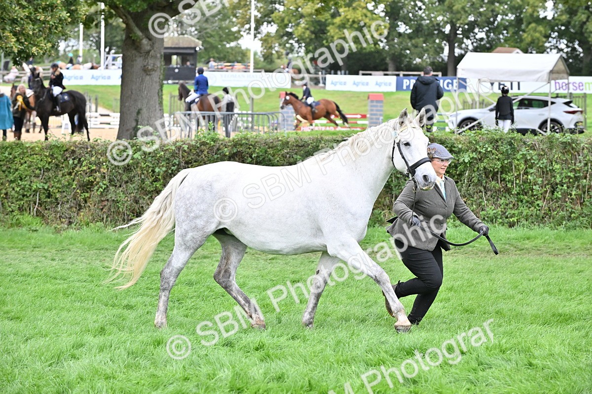 SBM_63270 - S49 - Mountain & Moorland In Hand Large Breeds