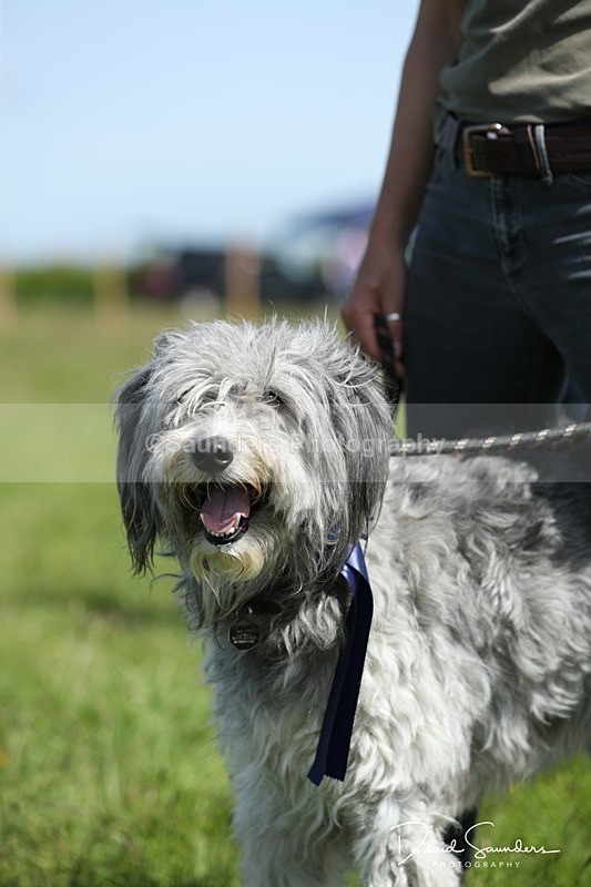 SPXX0580 - Dog show