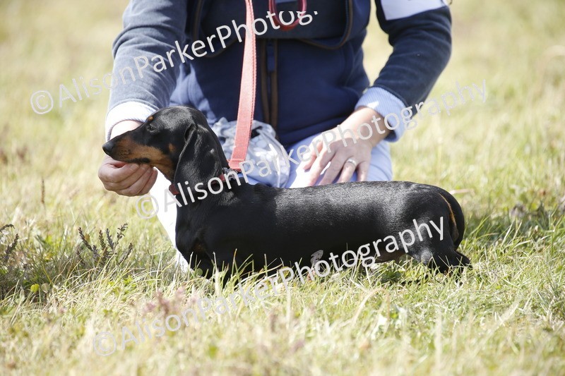 20250831-3793 - Dog Show