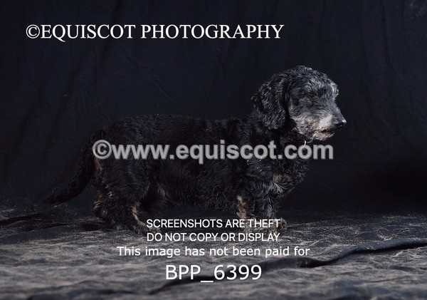 BPP_6399 - CARLA DOGS