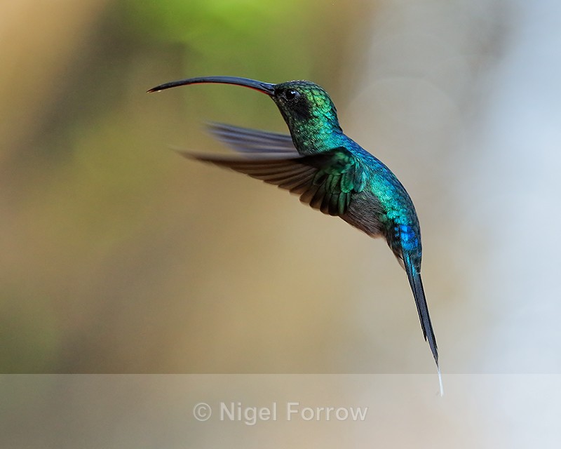 Green Hermit (male) hovering, La Paz Gardens, Costa Rica - Green Hermit