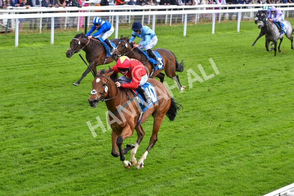 yr11052022r3-25 - Race 3 3.00pm 1895 Duke of York Clipper Logistics Stakes