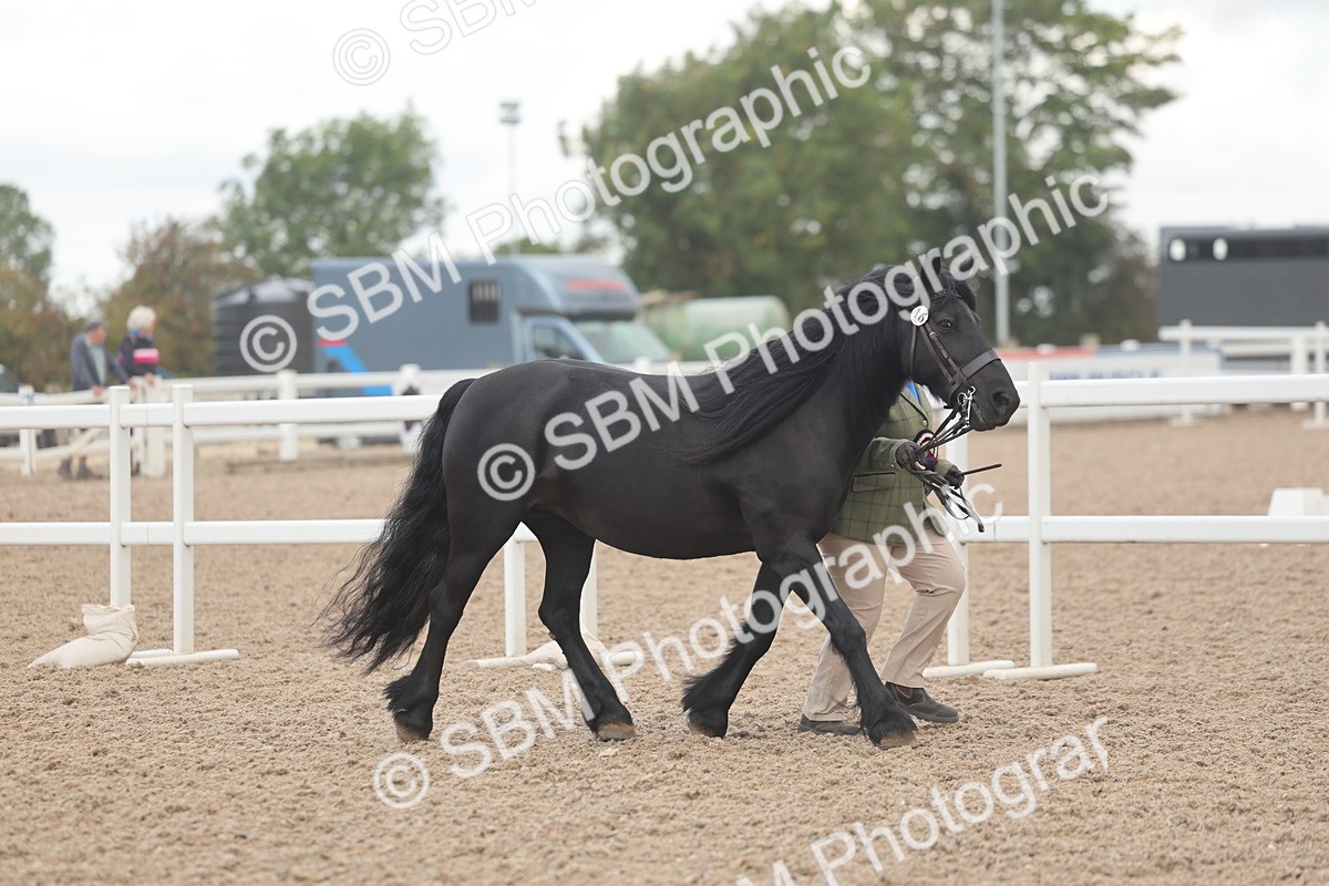 SBM_03321 - Class 16 - IH M&M Wildcard