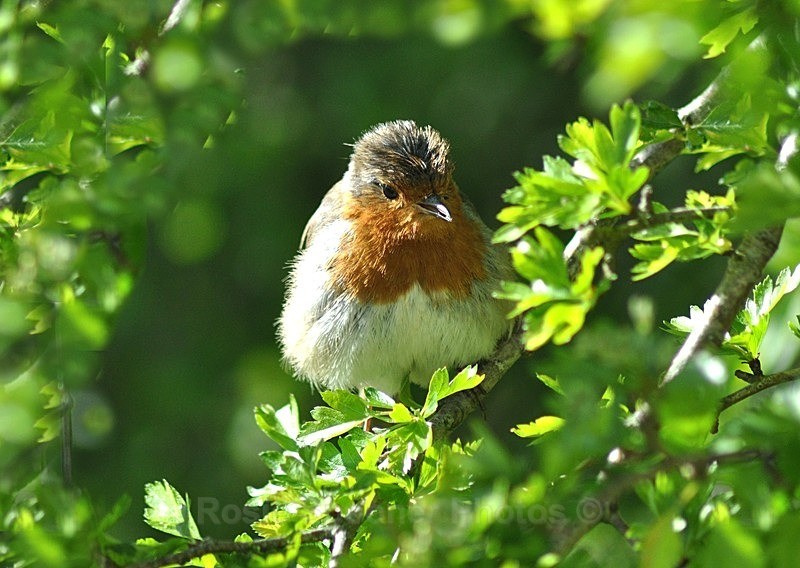 Robin in springtime - Wildlife and Nature