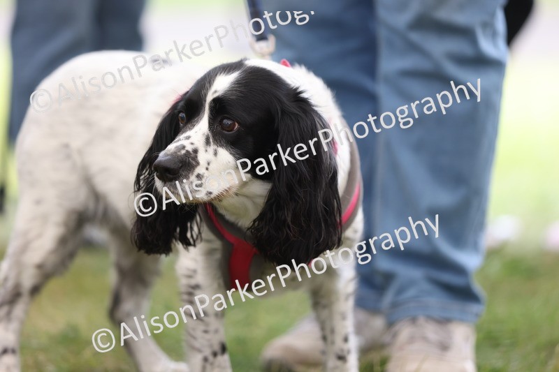 20250607-0386 - Class 10 - Golden Oldie