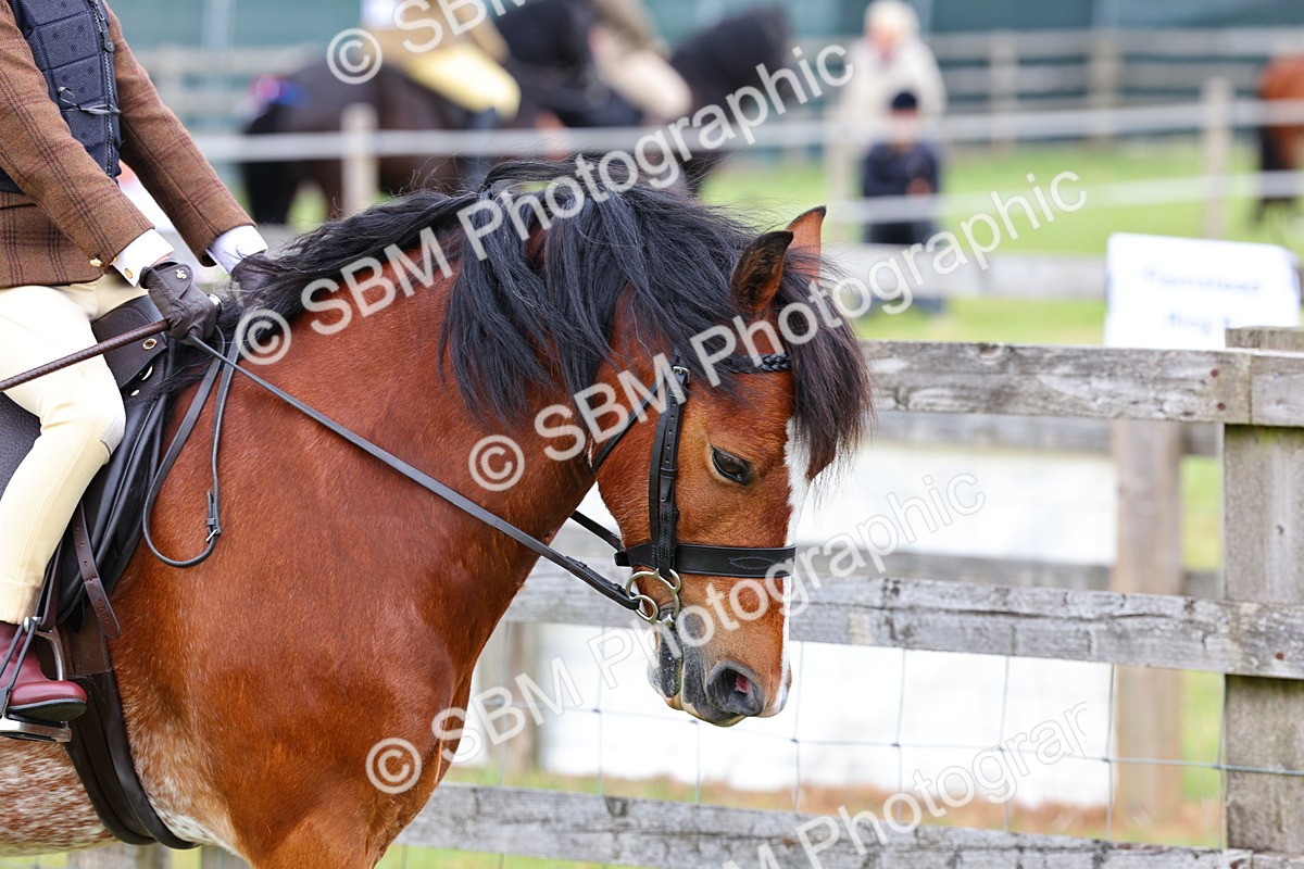 SBM_08441 - Class 42-43 - LIHS BSPS Heritage Working Sports Pony