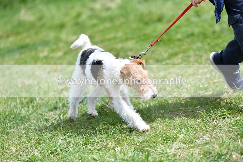 WJ5_0366 - Class 7 Best Terrier