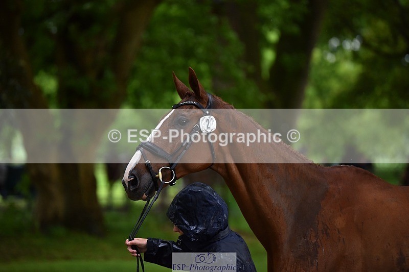 240522-151936-00262 - 322-CHILLI_KING-Gemma_Stevens