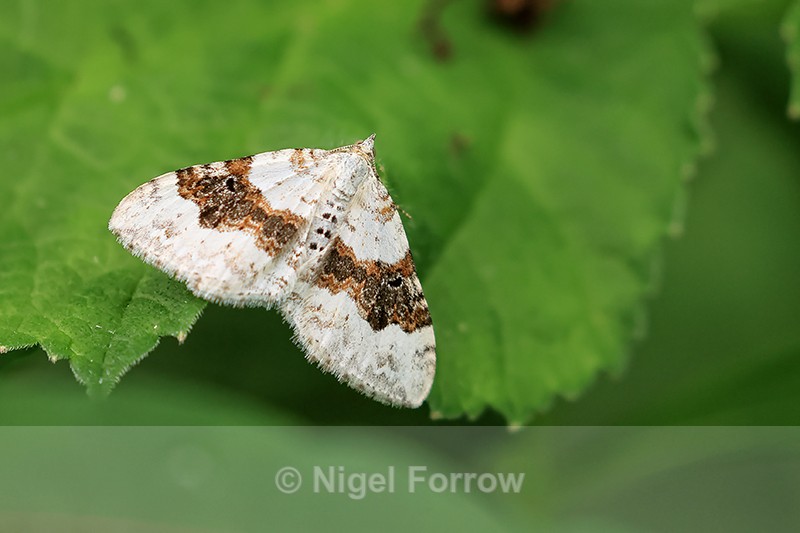 Silver-ground Carpet, Wharram Percy, Yorkshire - INSECTS