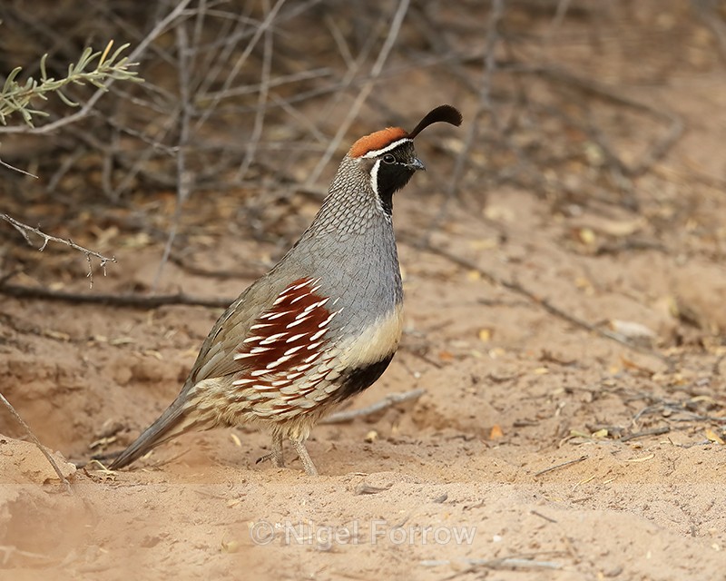 Gambel's Quail (male) upright stance, Bosque del Apache, New Mexico - Gambel's Quail