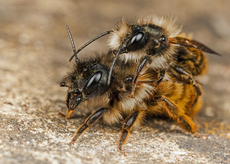 Osmia bicornis - Osmia bicornis (rufa)