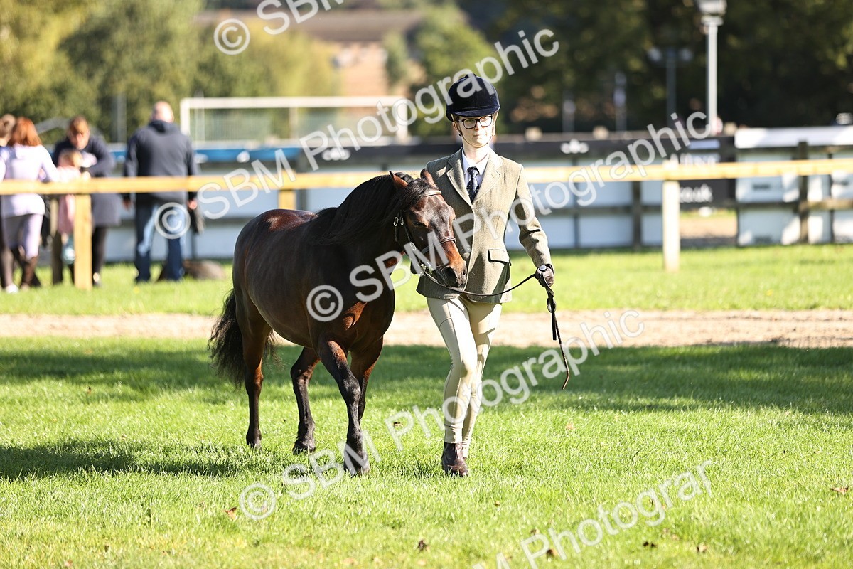 SBM_15924 - S1 - TSR in Hand Horse & Pony Showing