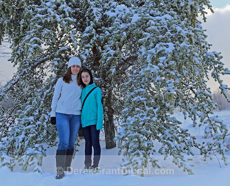 Framed in Frost - Winterscape