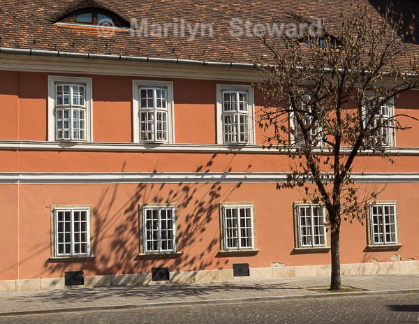 Tree and shadow - Budapest to Amsterdam
