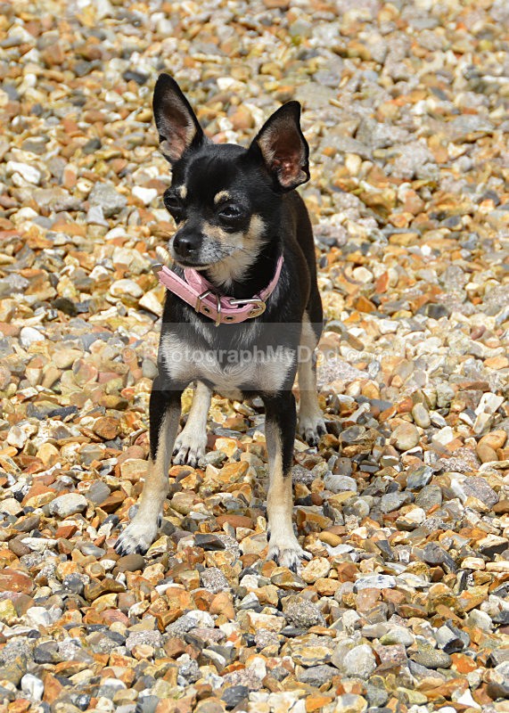  - Chihuahuas