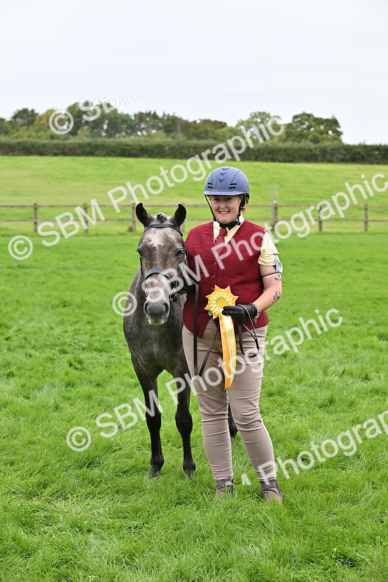 SBM_64959 - S50 - Show Pony & Show Hunter Pony In Hand