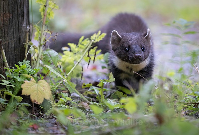 Pine Martin, Ardnamurchan, Scotland - PINE MARTENS