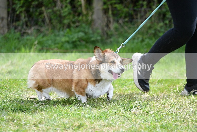 WJ5_9633 - Class 3 Most Handsome Dog
