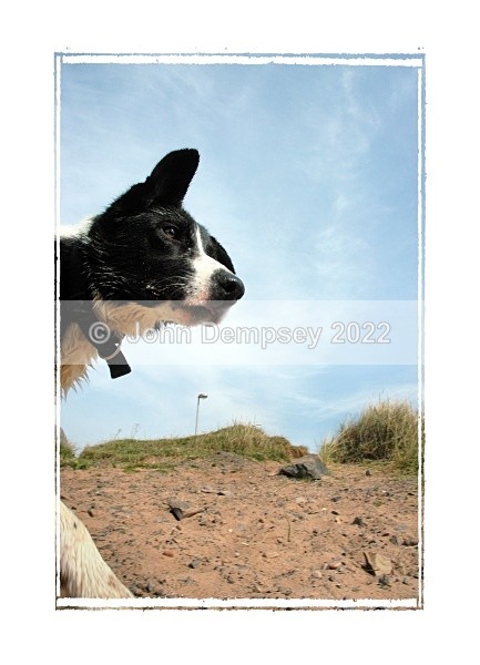 Just In Shot - Walking the Dog