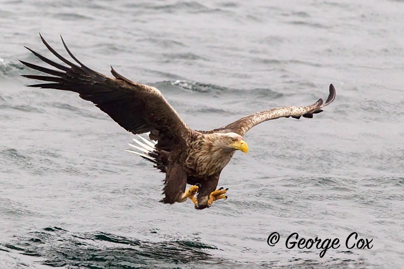 sea-eagle-catching-fish2 - Birds in Flight