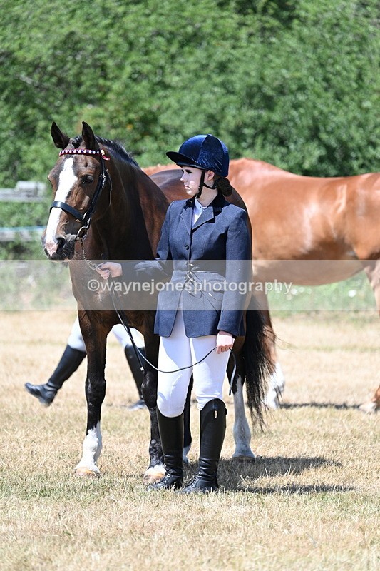 WJ7_2339 - Class 5a Most Handsome Gelding in hand (above 14.2hh)