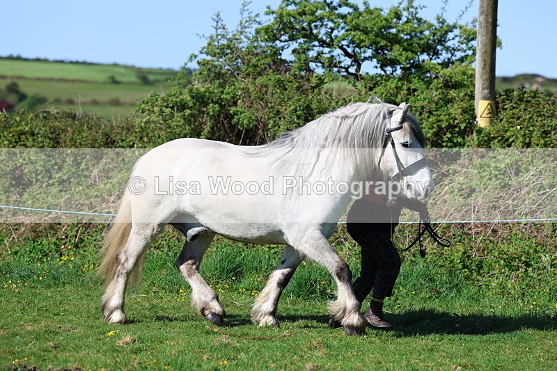 3E7A8575 - Class 13: M & M Large Breeds