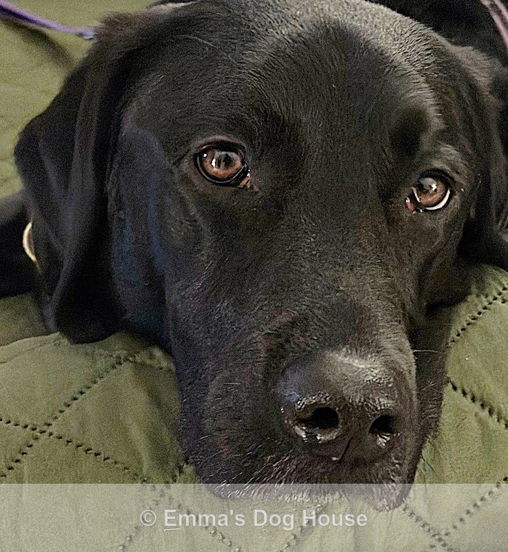  - Pawtraits