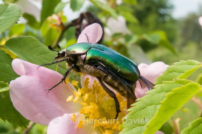  - Bugs: Wide-angle
