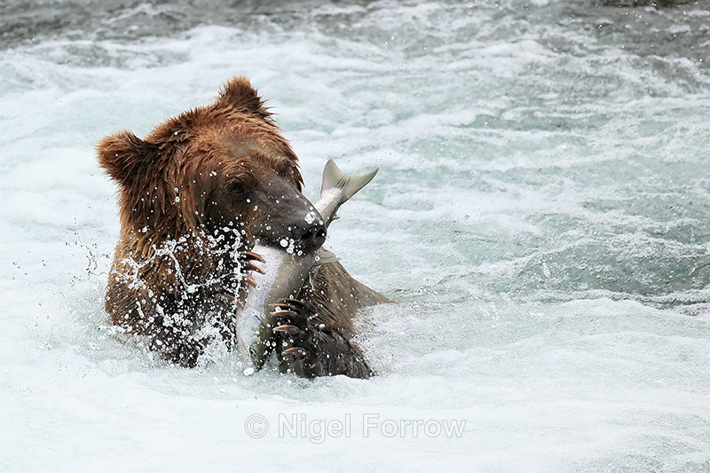 Brown Bear grabs Sockeye salmon, Brooks Falls, Katmai NP, Alaska - Brown Bear