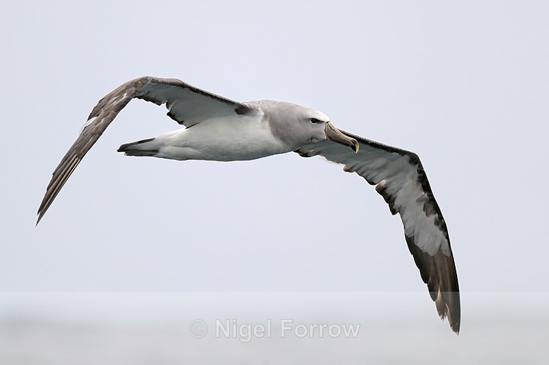 Salvin's Albatross in flight, Chile - Salvin's Albatross