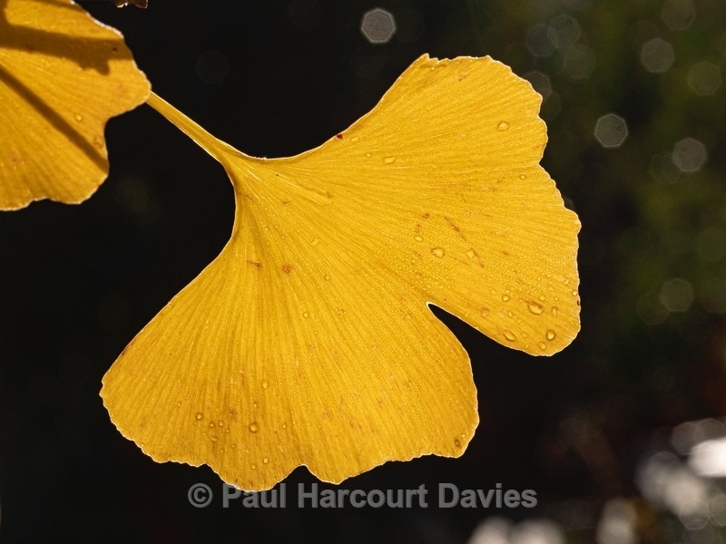 Autumn colour with Ginko (Ginkgo biloba) - Autumn Colours 2020