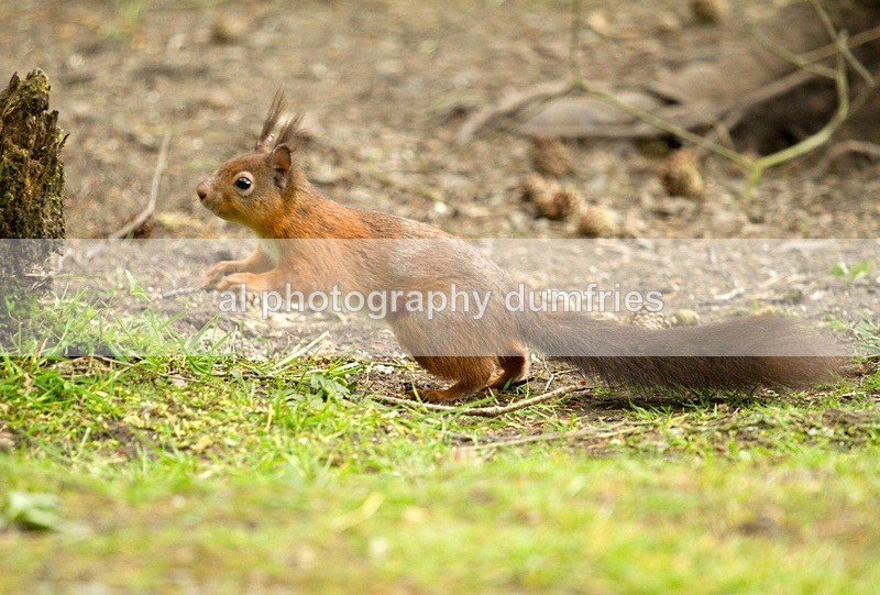 red Squirrel 4 (disambiguation). - Eskrigg Nature Reserve Lockerbie