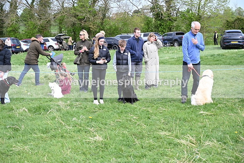 WJ6_8783 - Class 8 Best Working / Gun Dog or Bitch