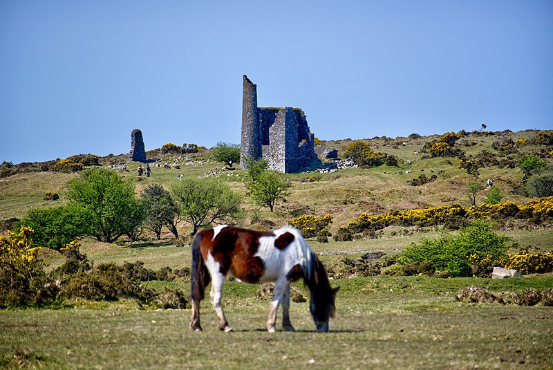  - Bodmin Moor mainly Minions