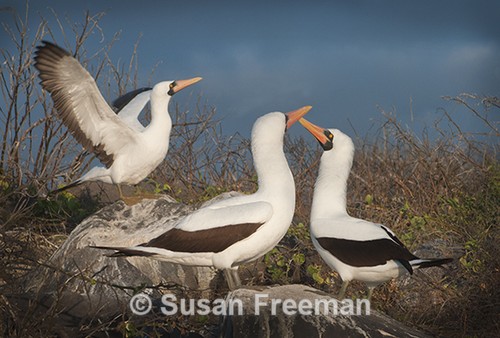 Nazca Boobies