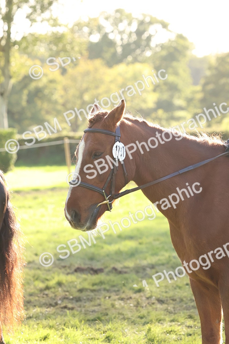 SBM_52666 - S13 - Pony Club Pony