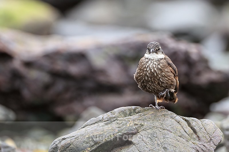 Seaside Cinclodes standing on one leg, Chile - Seaside Cinclodes