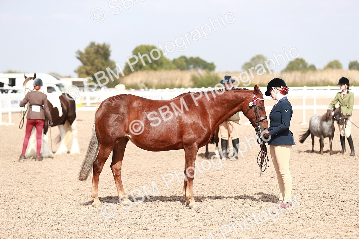 SBM_13912 - Class 209 IH Veteran Pony