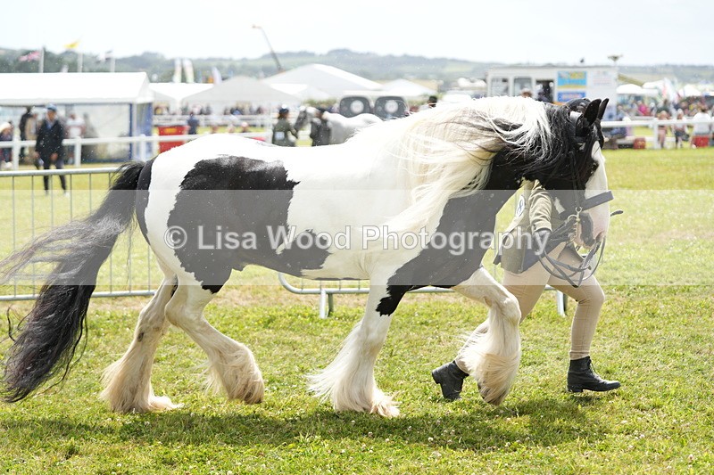 DSC06910 - Class 60: Coloured Pony 4yrs & over